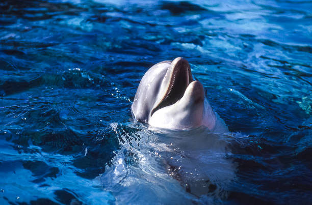istock Close-up of Captive Common Bottlenose Dolphin 650887644