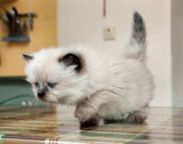 istock Cute shorthair cat kitten 650900494