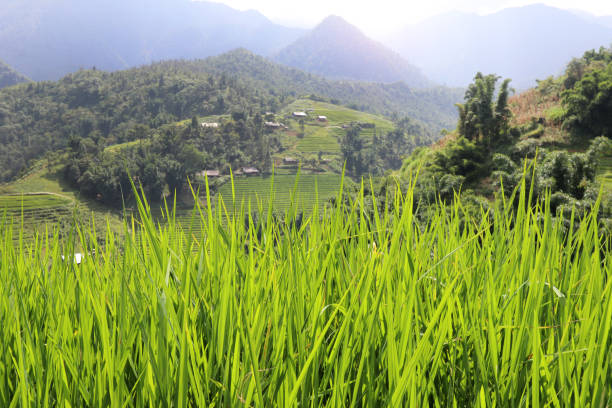 istock Rice Growing in the sun 650903750