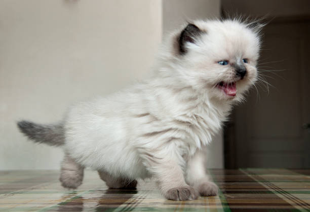 istock Cute shorthair cat kitten 650914416