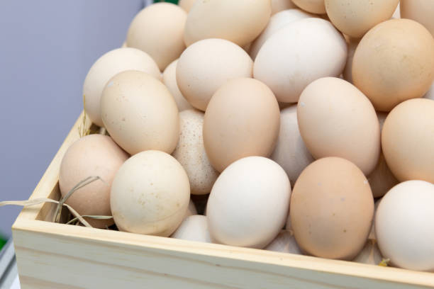 stack of fresh eggs in the box - eggs animal egg stack stacking imagens e fotografias de stock