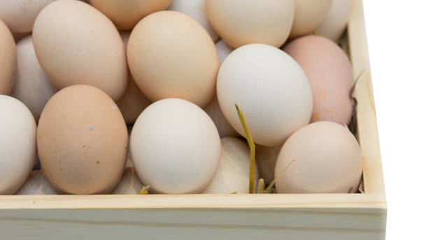 stack of fresh eggs in the box - eggs animal egg stack stacking imagens e fotografias de stock