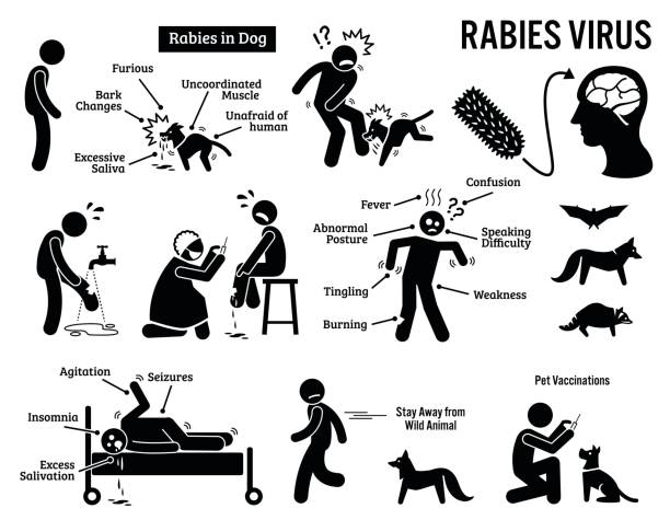 вирус бешенства в человека и животных stick рисунок пиктограмма иконы - brain wash stock illustrations