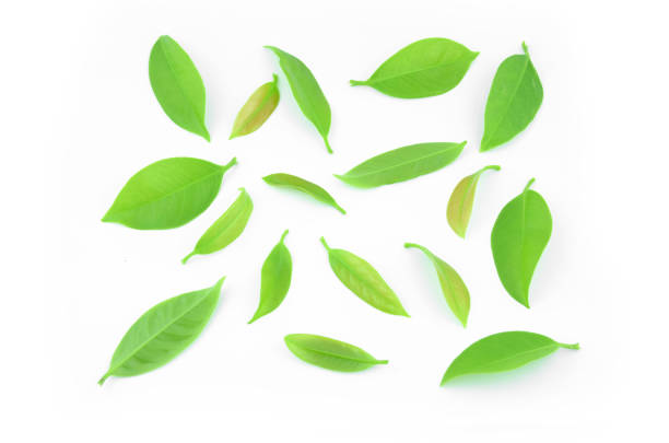 istock Garcinia cowa roxb placed on a white background. 650999302