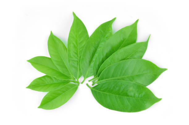istock Garcinia cowa roxb placed on a white background. 650999330