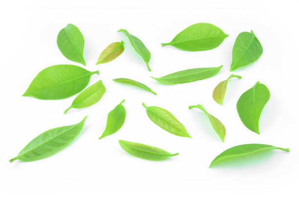 istock Garcinia cowa roxb placed on a white background. 650999378