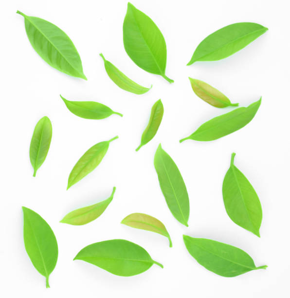 istock Garcinia cowa roxb placed on a white background. 650999404