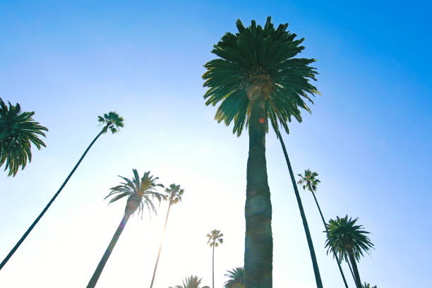 istock Los Angeles California Palm Trees 650999746