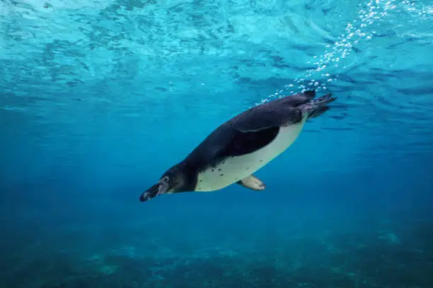 Photo of Humboldt penguin diving underwater.