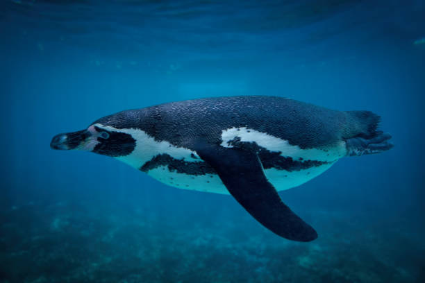 istock Humboldt penguin swimming underwater 651009064