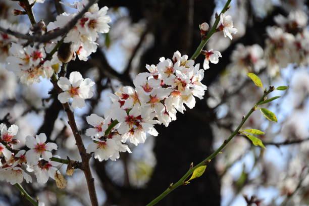 istock Almond blossom in Spain 651009304