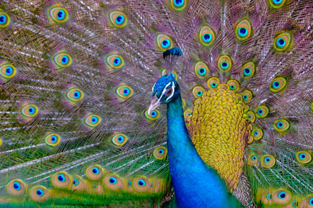 istock A beautiful male peacock with expanded feather, animal background. 651010074