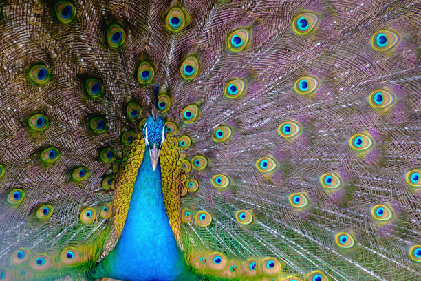 istock A beautiful male peacock with expanded feather, animal background. 651010128