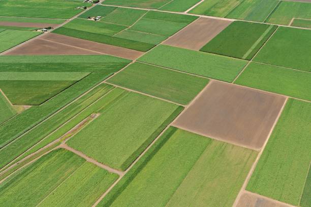 vista aérea sobre los patrones del campo de caña de azúcar cerca de ayr, norte de queensland, australia - caña de azúcar fotos fotografías e imágenes de stock
