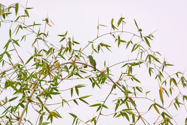 istock Blue Throated Barbet in a Tree 651023958