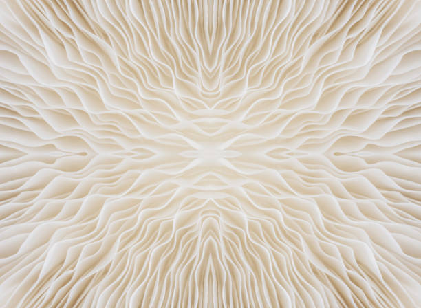 istock background macro of mushroom 651066952