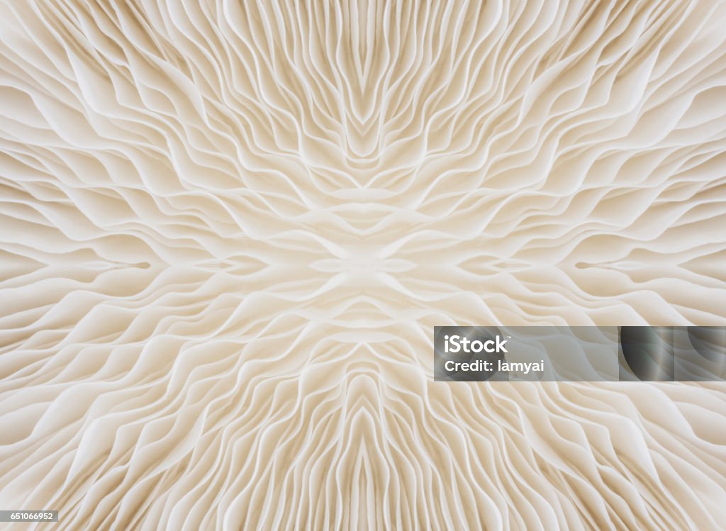 background macro of mushroom abstract background macro image of Sajor-caju mushroom Macrophotography Stock Photo