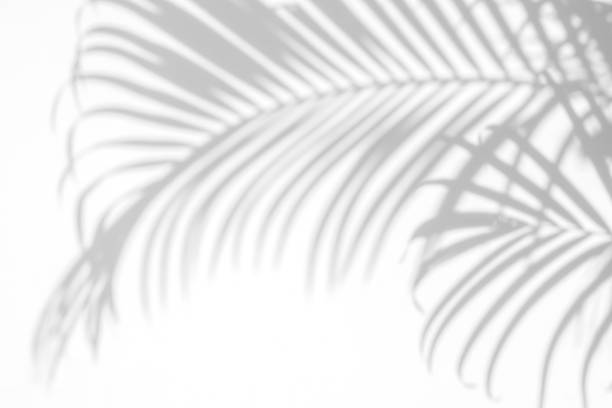 istock shadows palm leaves on a white wall 651066998