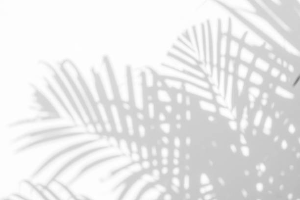 istock shadows palm leaves on a white wall 651069022