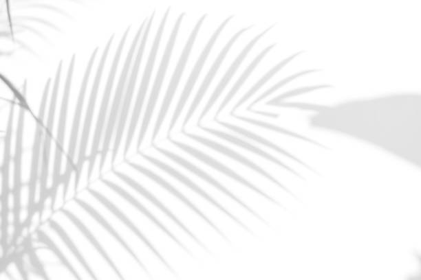istock shadows palm leaves on a white wall 651071034