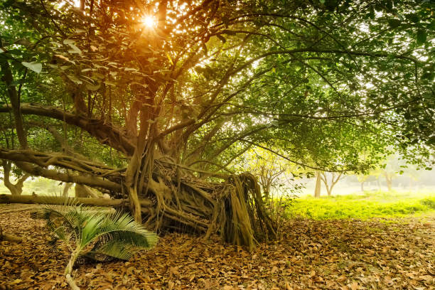 Dry leaves lying still on ground in forest with Sun rays entering in the frame from behind a large tree. Beautiful winter morning scene of a jungle