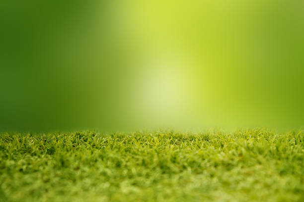 istock grass field and nature green background 651096806