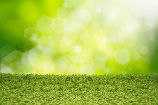 istock grass field and nature green background 651096882