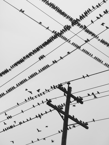A flock of starlings are perched on power lines.  Composite image.