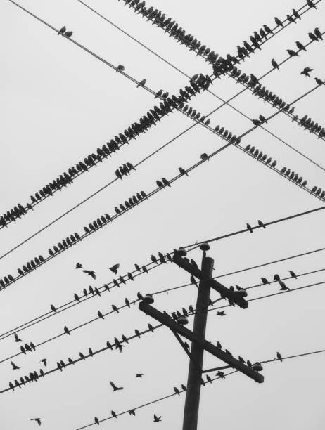 Perched Murmuration A flock of starlings are perched on power lines.  Composite image. flock of birds photos stock pictures, royalty-free photos & images