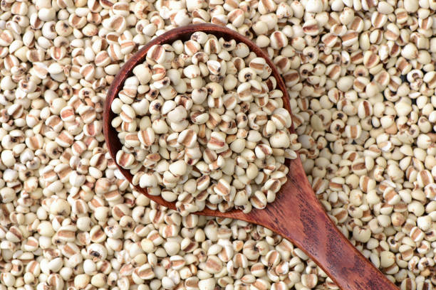 istock Chinese pearl barley ，Adlay background 651105430