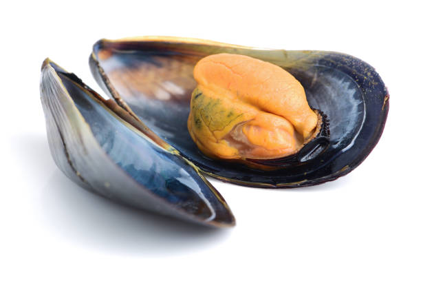 istock Open and closed mussel  on white background 651110494