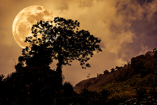 Silhouettes of tree with dark sky on tranquil nature background. Nighttime and super moon. Landscape in the evening, full moon behind trees. Sepia and vintage tone. The moon were NOT furnished by NASA