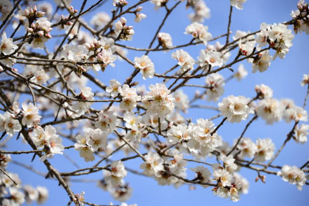 istock Almond blossom in Spain 651123682