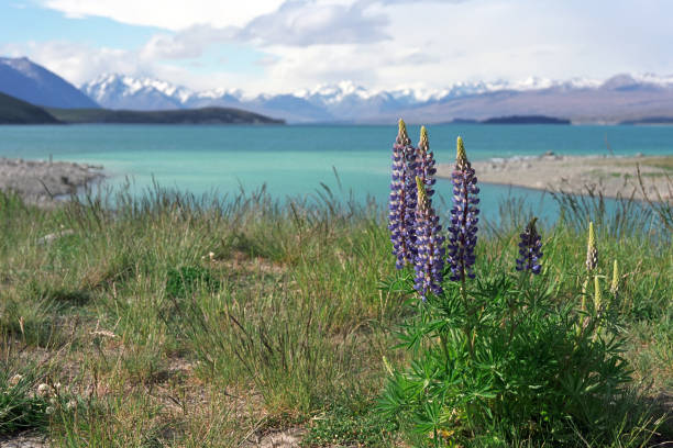 istock On the shore of Lake Tekapo. 651130338