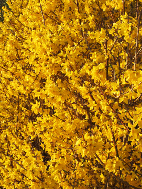istock Golden Forsythia Flowers 651165998