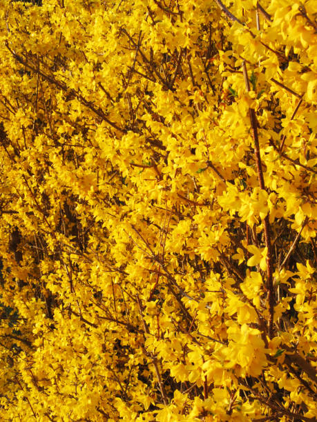 istock Golden Yellow Spring Flowers 651166230