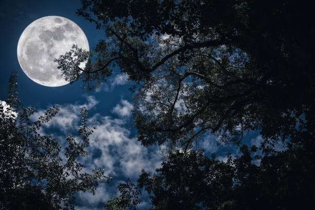 istock Silhouette branches of trees against night sky with full moon. 651166514