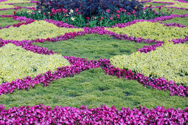 Creative flower bed - a green grass and purple violets background.