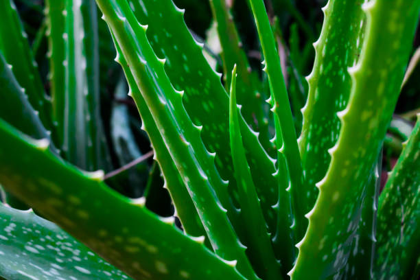 istock Aloe vera green close up. 651169132