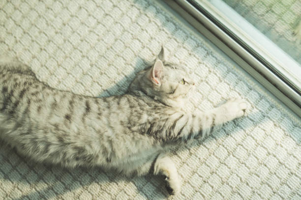 istock Shorthair cat lying and looking at camera 651169324