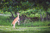 Deer Standing On Hind Legs And Eating Cherries