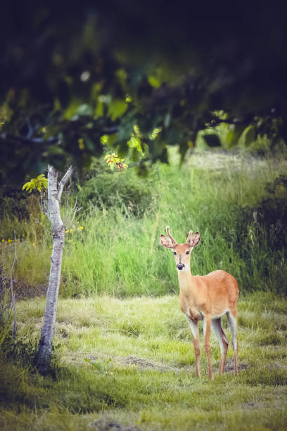 istock Young White-Tailed Buck In Grassy Meadow 651169894