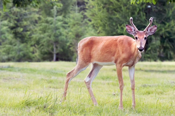 istock White Tailed Buck Deer Standing Closeup In Mountain Meadow 651171994