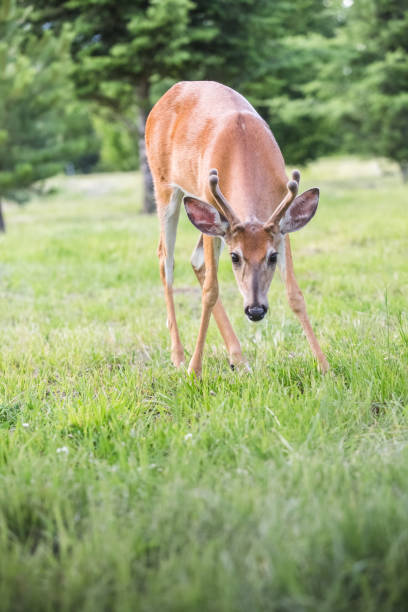 istock White Tailed Buck Deer Standing In Meadow 651172056