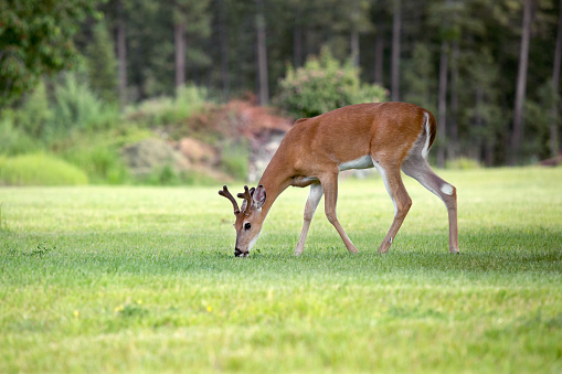 A young deer buck with velvet antlers walking in a meadow and grazing on green grass with head down. Deer is close to camera with an evergreen forest in the background.