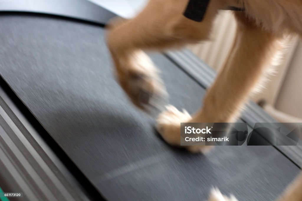 Hund auf Laufband - Lizenzfrei Physiotherapie Stock-Foto
