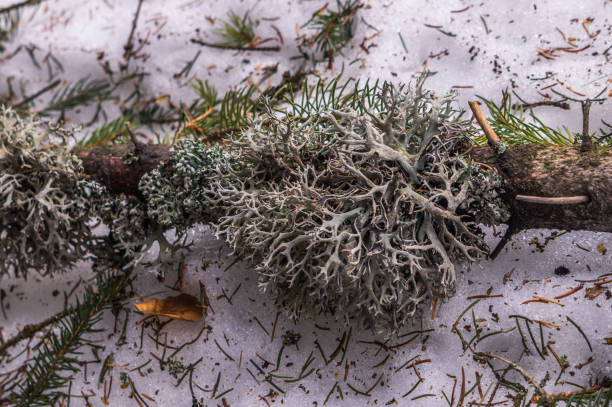 Medicinal Icelandic moss. Herbal medicine. Winter in the North