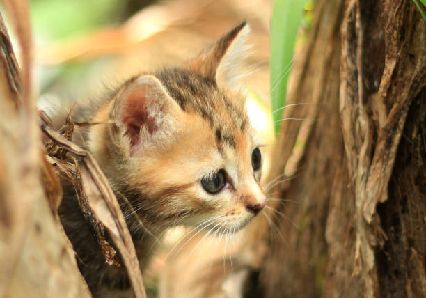 istock a kitten hunting birds in the forest 651175680