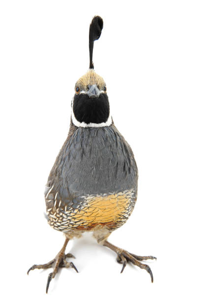 istock male California Quail 651176616