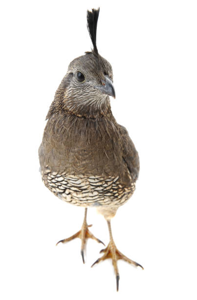 istock Female California Quail 651176618